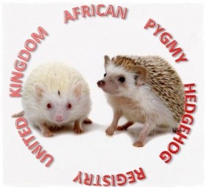 African Pygmy Hedgehog