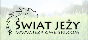 Jeż Pigmejski